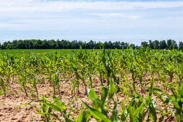 green corn field during cultivation
