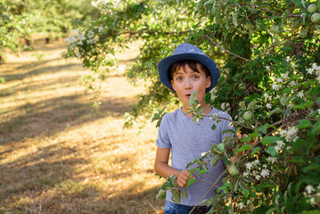 A cheerful kid in jeans, a T-shirt and a blue hat is playing in the garden among the apple trees.