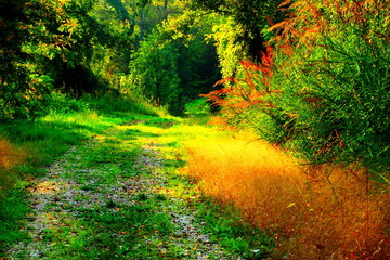 Marvelous path making its way through lush thickets of greenery partly lightened by beams of autumn sun near San Ruffino lake
