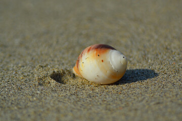 
seashell on a beach in southern Chile