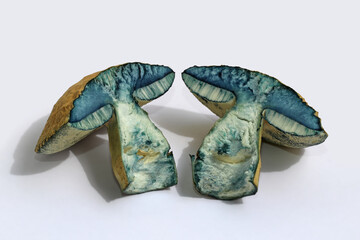 Two halves of the edible mushroom Gyroporus cyanescens, commonly known as the bluing bolete or the...
