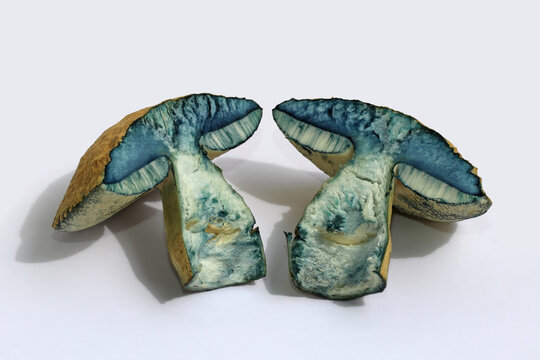 Two halves of the edible mushroom Gyroporus cyanescens, commonly known as the bluing bolete or the cornflower bolete, are lying on a white surface. After cutting, the mushroom turned blue very quickly