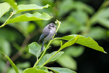 Tiny Blue tit 