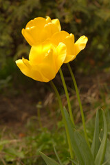 Yellow tulips in the garden against a background of green grass and other green plants.