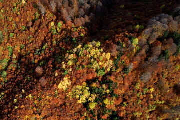 Fall forest in autumn season photographer from a drone autumn.Forest with colorful leaves on a sunny afternoon. Red and yellow leaves, romantic and beautiful autumn day.