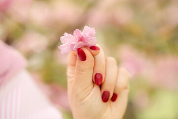 Female hand holding sakura flowers
