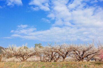 Fototapeta premium 全盛期の梅園