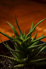 lacy aloe vera growing up in a pot with brown background