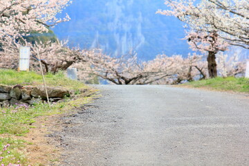 Fototapeta premium 全盛期の梅園