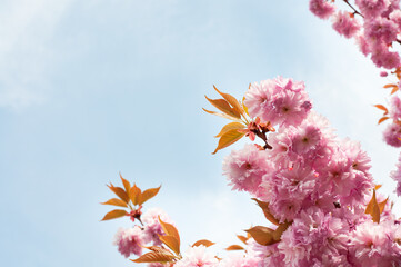 Beautiful pink blossoming branch against the sky