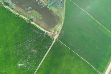 Green rice Fileds aerial view Thailand countryside