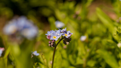 forget me not, blue spring flowers  background 