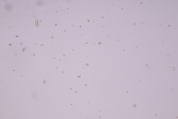 Slime molds, as a group, are polyphyletic under the microscope for education.

