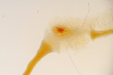 Slime molds, as a group, are polyphyletic under the microscope for education.
