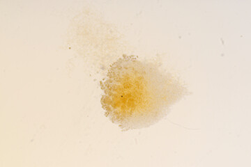 Slime molds, as a group, are polyphyletic under the microscope for education.
