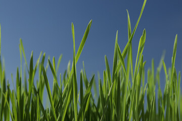 Frog view of green wheat with deep blue sky in background. Spring sunshine.