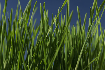 Frog view of green wheat with deep blue sky in background. Spring sunshine.