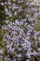 Obraz premium Symphyotrichum cordifolium