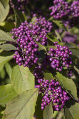 Callicarpa bodinieri	