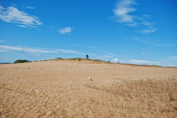 Fototapeta na wymiar Seagulls at Sunny Beach on Black Sea in Bulgaria. Summer vacation travel holiday.
