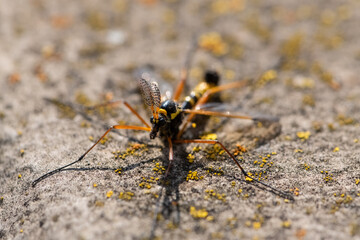 Ctenophora ornata is a true crane fly species in the genus Ctenophora. Macro close up of black and yellow insect sitting on concrete surface in bright sunlight with selective focus. 