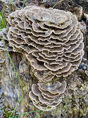 Turkey tail fungus growing on the tree trunk in the park