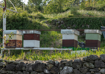 Bee hives outdoors in Montenegro