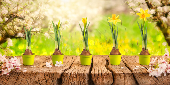Beautiful blooming orchard in spring with growth stages of a yellow narcissus from flower bulb to blooming flower