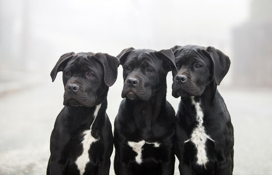 Three Italian Cane Corso puppies in the fog