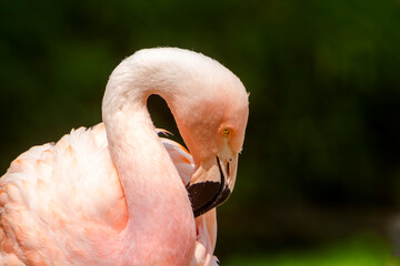 Fototapeta premium Chileflamingo (Phoenicopterus chilensis)