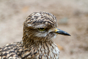 Kaptriel (Burhinus capensis)