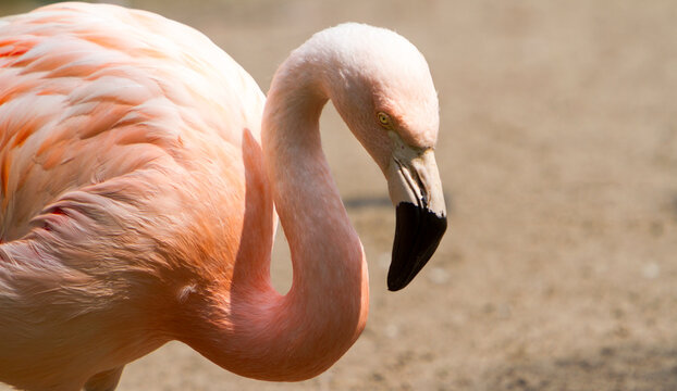 Chileflamingo (Phoenicopterus chilensis)