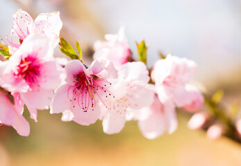 blossoming peach flowers in the garden in spring