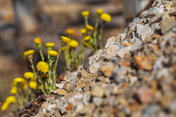 Coltsfoot flowers grow on a mountain of small stones. Yellow colors illuminated by sunlight on a spring day. 