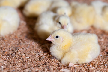chicken-filled territory of poultry houses to produce meat products
