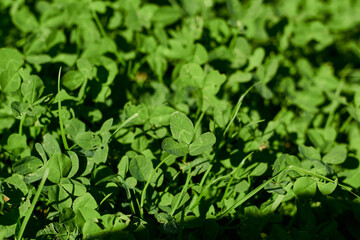 Green clover background. Seasonality of nature change.	
