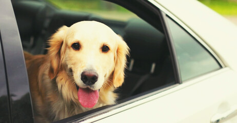 Happy young Golden Retriever dog sitting in car looking out the window