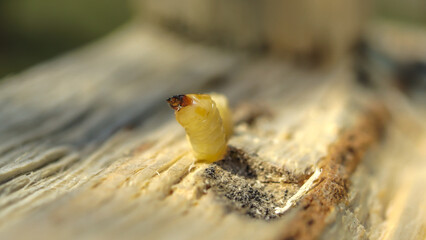 worm bark beetle larva on the wooden 