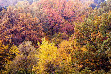 beautiful autumn nature with falling foliage in mid-autumn