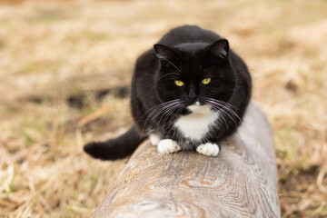A black cat with yellow eyes is sitting on a log. Soft focus - Powered by Adobe