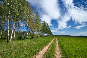 Fototapeta na wymiar Sunny summer scene.Countryside landscape.Green field and growing birch. Russian landscape.