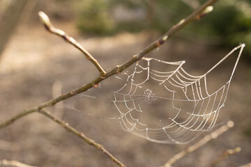 spider web on a branch of a spring tree close - up . Selective focus.