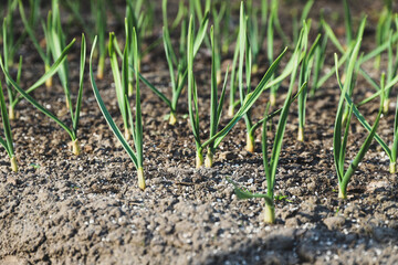 Onion in the garden bed close-up. Cultivation