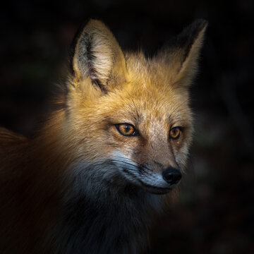 Red Fox peeking out from the shadow