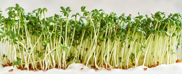 Panoramic header with fresh Garden cress or Lepidium sativum sprouts