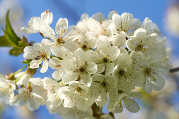 White cherry tree blossoms in springtime, closeup
