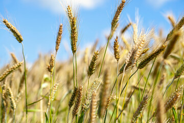 green yellow wheat cereals before harvest
