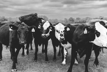 cows in a field - black & white