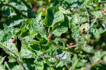 colorado beetles destroying the potato crop in the agricultural field