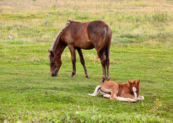 a domestic horse while grazing in a field with green grass